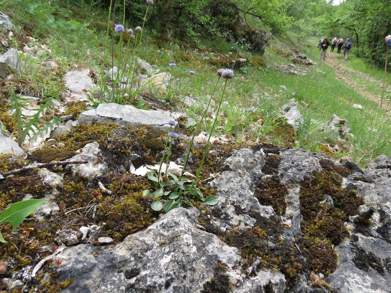 Globulaire commune 1294